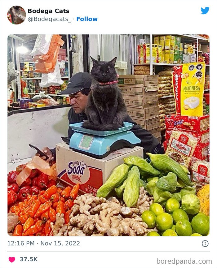 10 Potret Kucing Saat Malas-malasan Jadi 'Pegawai' Toko Makanan