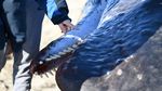 Ada Paus Sperma Terdampar di Pantai New York, Ini Penampakannya