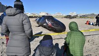 Sejumlah pengunjung melihat paus yang terdampar di pinggir pantai.