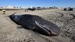 Ada Paus Sperma Terdampar di Pantai New York, Ini Penampakannya