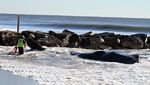 Ada Paus Sperma Terdampar di Pantai New York, Ini Penampakannya