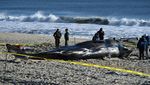 Ada Paus Sperma Terdampar di Pantai New York, Ini Penampakannya