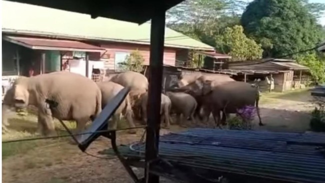 7 Pusat Konservasi Gajah di Indonesia, Kondisinya Ada yang Tak Baik-baik Saja