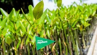 Telkomsel menjadi penggerak pertama tingkat nasional yang melibatkan lintas sektor industri dan masyarakat serta berharap kolaborasi ini dapat mendukung revitalisasi industri ke depannya. Program Carbon Offset Telkomsel ini di gelar di Jakarta, Rabu (14/12).