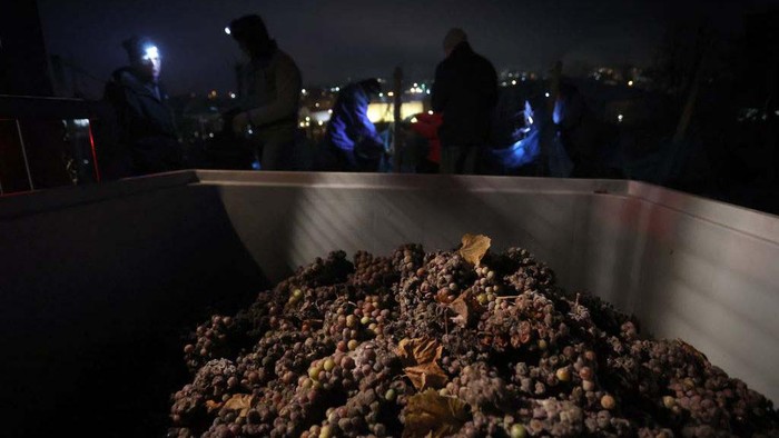 13 December 2022, Bavaria, Würzburg: Harvesters work early in the morning, at temperatures of minus eleven degrees Celsius, behind a container of frozen grapes of the Silvaner variety. Photo: Karl-Josef Hildenbrand/dpa (Photo by Karl-Josef Hildenbrand/picture alliance via Getty Images)