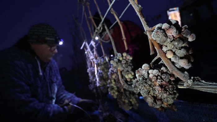 Musim Dingin, Petani Bavaria Tetap Panen Anggur 13 December 2022, Bavaria, Würzburg: Harvesters work early in the morning, at temperatures of minus eleven degrees Celsius, behind a container of frozen grapes of the Silvaner variety. Photo: Karl-Josef Hildenbrand/dpa (Photo by Karl-Josef Hildenbrand/picture alliance via Getty Images)