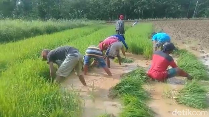 Petani di Sampang kesulitan mencari pupuk subsidi