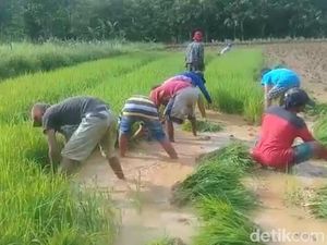 Di Balik Harga Meroket, Petani di Sampang Kelimpungan Cari Pupuk Subsidi