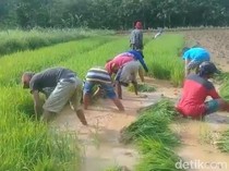 Video: Prabowo Turunkan Harga Pupuk Subsidi 20%