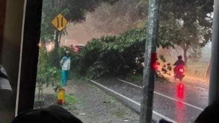 pohon tumbang timpa pemotor di nganjuk