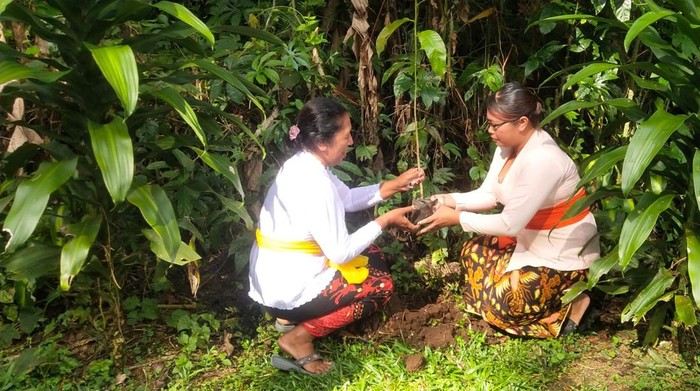 Prajuru atau pengurus Pura Luhur Batukau di Kecamatan Penebel, Tabanan, Bali, mulai melakukan penanaman 7 ribu batang pohon, Rabu (14/12/2022).