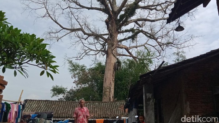 Pohon randu alas lapuk di Desa Segaran, Kecamatan Delanggu, Klaten.
