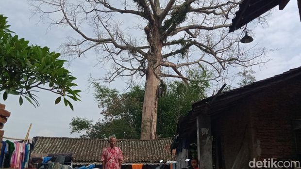 Pohon randu alas lapuk di Desa Segaran, Kecamatan Delanggu, Klaten.