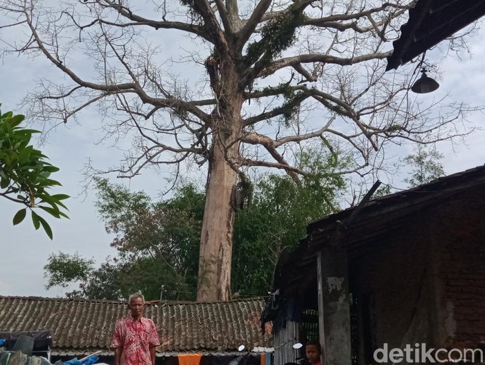 Pohon randu alas lapuk di Desa Segaran, Kecamatan Delanggu, Klaten.
