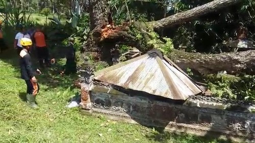 Sejumlah petugas BPBD Tabanan melakukan pemotongan dan pembersihan batang pohon yang tumbang dan menimpa bangunan Pura Hyang Api di Banjar Petiga Kangin, Desa Petugas, Marga, pada Rabu (14/12/2022). (Istimewa)