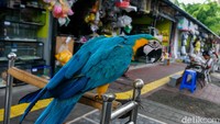 Para pedagang mulai berjualan di pasar hewan Barito sejak 13 Oktober lalu. 
