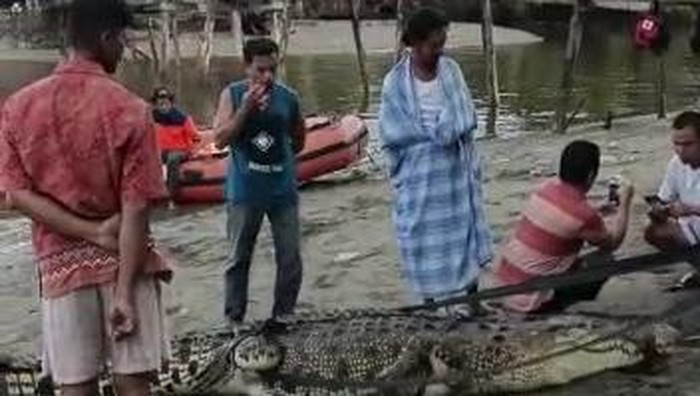 Warga Mamuju Tengah tangkap buaya 4 meter di lokasi ABG hilang saat mandi.