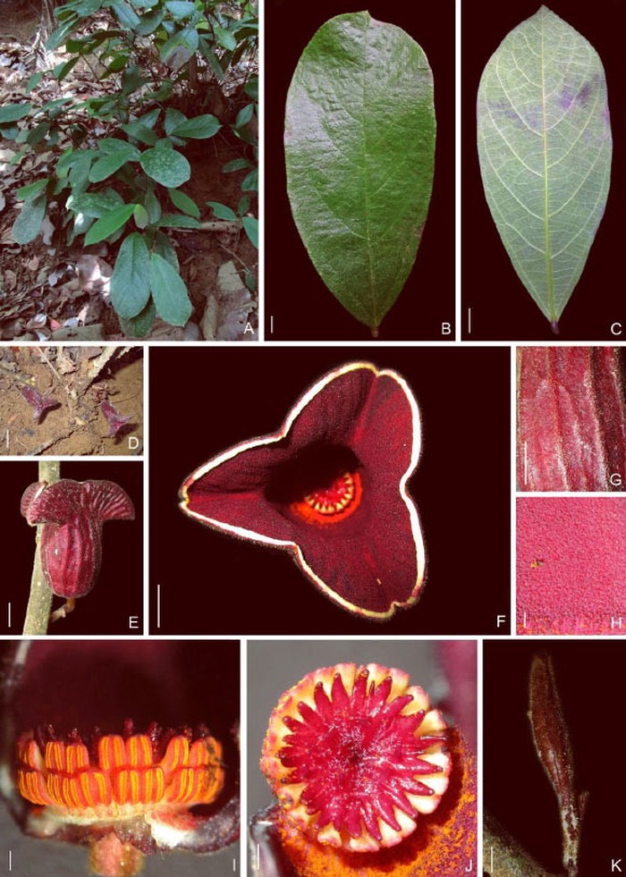 Ahli Botani Universitas Samudra Temukan Spesies Baru Tanaman Berbunga di Sumatra