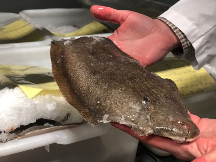 Begini Kesibukan Pabrik Seafood Segar Ramah Lingkungan Terbesar di Dunia