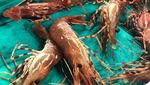 Begini Kesibukan Pabrik Seafood Segar Ramah Lingkungan Terbesar di Dunia