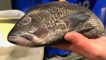 Begini Kesibukan Pabrik Seafood Segar Ramah Lingkungan Terbesar di Dunia
