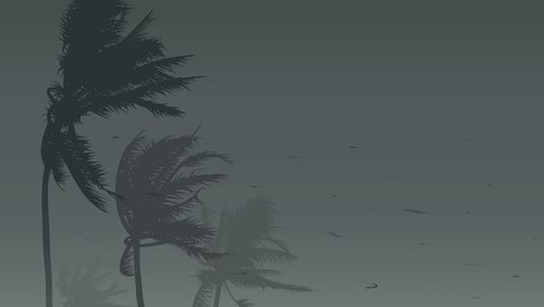 Palm trees in strong wind