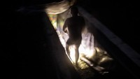 Sauna ini merupakan sauna darurat yang dibangun oleh anggota brigade di bunker bawah tanah.  
