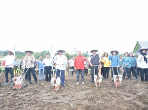 2023, Pemkab Dairi Bakal Terima Bantuan Bibit Jagung-Padi dari Kementan