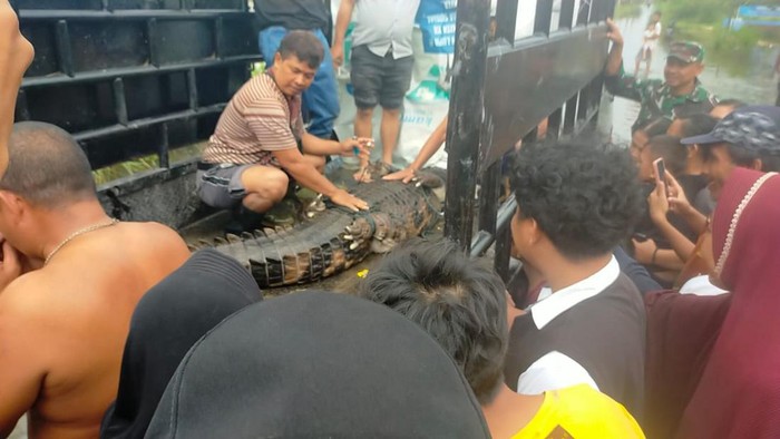Proses evakuasi buaya dari rumah warga yang terendam banjir di Sergai. (Foto: Istimewa)