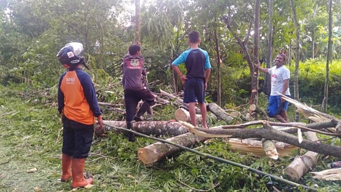 Puting beliung tumbangkan pohon di Banyuwangi