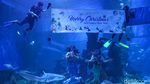 Wow... Ada Putri Duyung Berwajah Avatar di Jakarta Aquarium