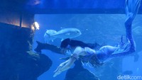 Seiring dengan rilisnya sekuel film Avatar, Jakarta Aquarium & Safari (JAQS) dan Yayasan Konservasi Alam Nusantara (YKAN) bekerjasama mengkampanyekan inisiatif konservasi laut global bertajuk Keep Our Oceans Amazing.  