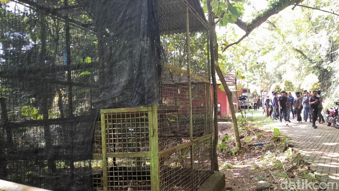 BKSDA Jabar bersama Walkot Bogor Bima Arya kembali mendatangi Bogor Mini Zoo usai viral bayi monyet mati dalam kandang. Namun kandang monyet sudah kosong. (M Sholihin/detikcom)