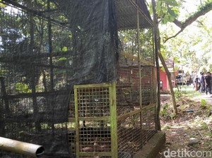 BKSDA Belum Evakuasi Satwa Dilindungi di Bogor Mini Zoo: Masih Didata