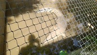 Di dalam Bogor Mini Zoo ada hewan lain seperti buaya hingga kura-kura (M Sholihin/detikcom)