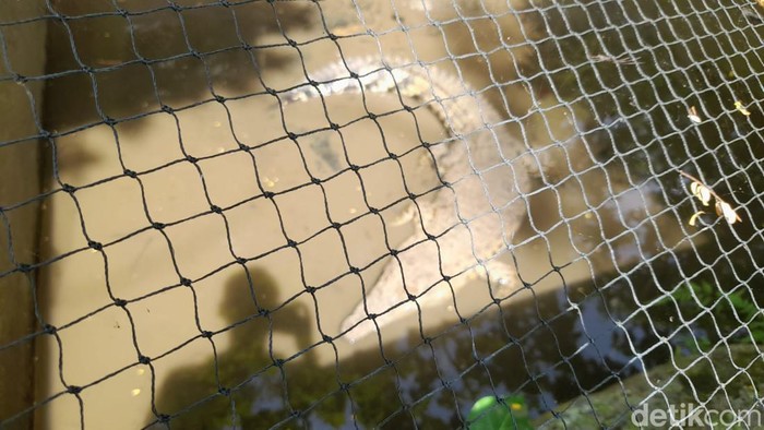 BKSDA Jabar dan Walkot Bogor Bima Arya inspeksi mendadak (sidak) ke Bogor Mini Zoo usai viral bayi monyet mati dalam kandang. (M Sholihin/detikcom) BKSDA Jabar dan Walkot Bogor Bima Arya inspeksi mendadak (sidak) ke Bogor Mini Zoo usai viral bayi monyet mati dalam kandang. (M Sholihin/detikcom)