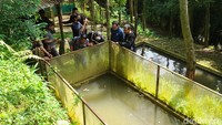 Jawaban pihak pengelola diragukan Bima, karena ia melihat banyak monyet berukuran kecil di pepohonan di area Bogor Mini Zoo. Bima meminta tim lintas intansi melakukan investigasi, karena sehari sebelumnya kandang tersebut masih berisi monyet. (M Sholihin/detikcom)