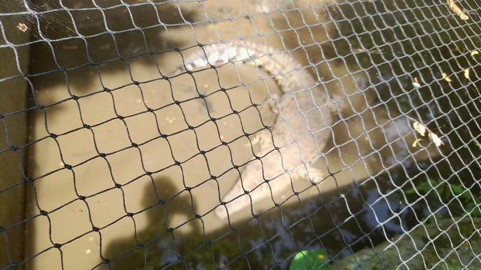 Buaya di Bogor Mini Zoo.