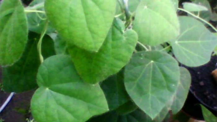 Daun cincau hijau.
