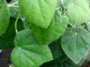 Mengenal Manfaat Daun Cincau dan Cara Mengolahnya