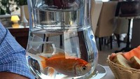 Salad segar ini disajikan di atas gelas putih yang berisi ikan kecil, dan masih hidup. Duh, kira-kira buat apa ya? Foto: Site News/Pool