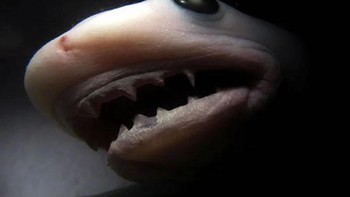 Bayi hiu tiger. Foto: Imgur