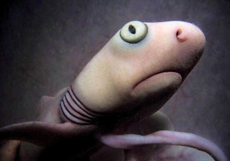 Foto Bayi Hewan dalam Kandungan