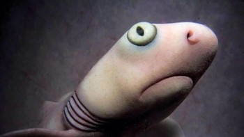 Bayi hiu. Foto: Imgur