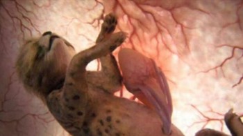 Cheetah dalam rahim. Foto: Imgur