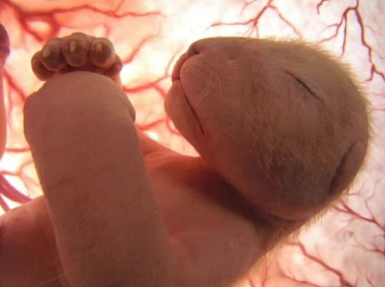 Foto Bayi Hewan dalam Kandungan