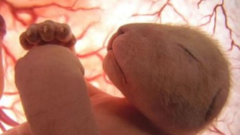 Bayi Singa. Foto: Imgur