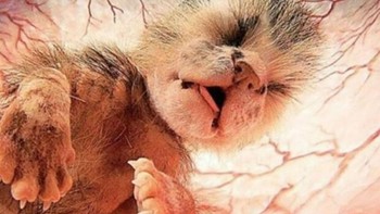 Bayi kucing. Foto: Imgur