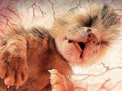 Foto Memukau Saat Bayi Hewan dalam Kandungan