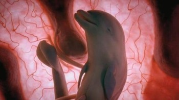 Bayi lumba-lumba kecil. Foto: Imgur